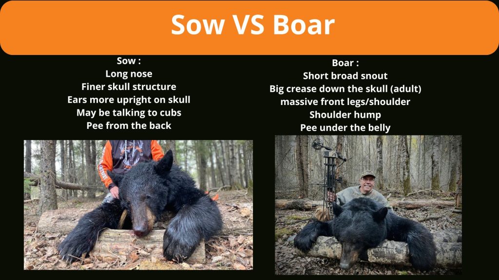 Bear, Spring Bear, Fall Bear, Saskatchewan, Black Bear Hunt