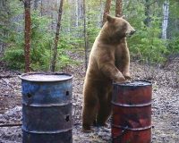 Bear, Spring Bear, Fall Bear, Saskatchewan, Black Bear Hunt
