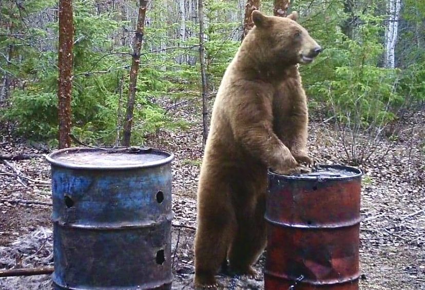 Bear, Spring Bear, Fall Bear, Saskatchewan, Black Bear Hunt