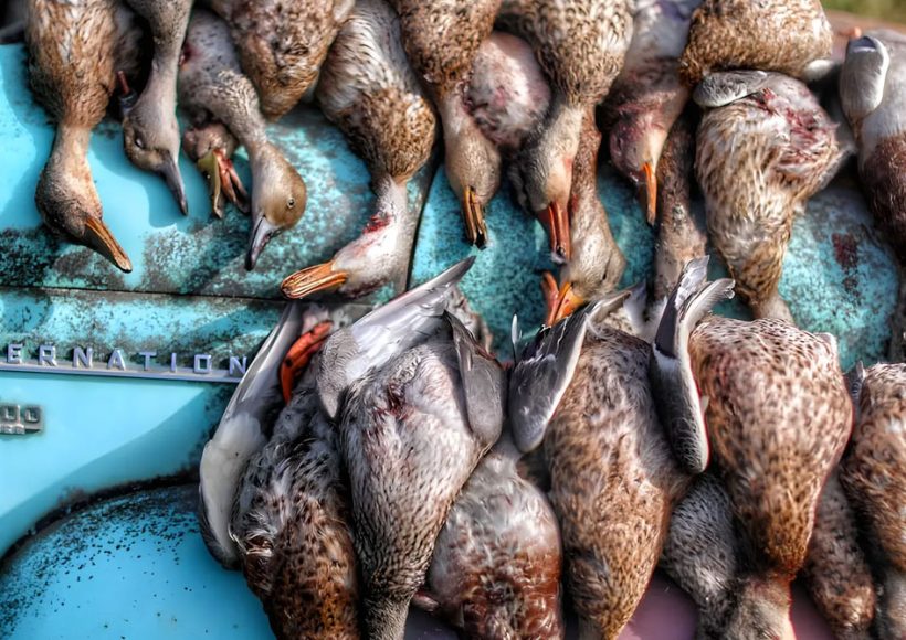 Waterfowl, hunting, Shipman, Saskatchewan