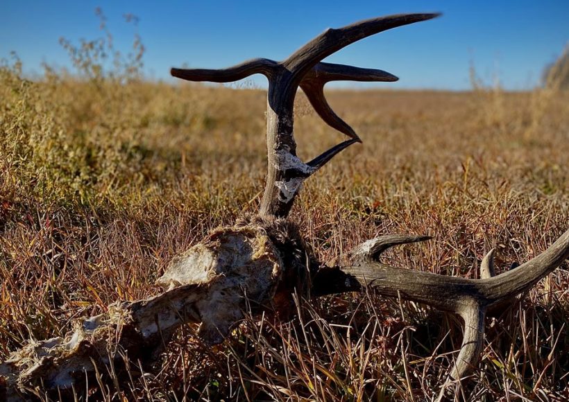 shed-hunting-outfitters-shipman-saskatchewan-03