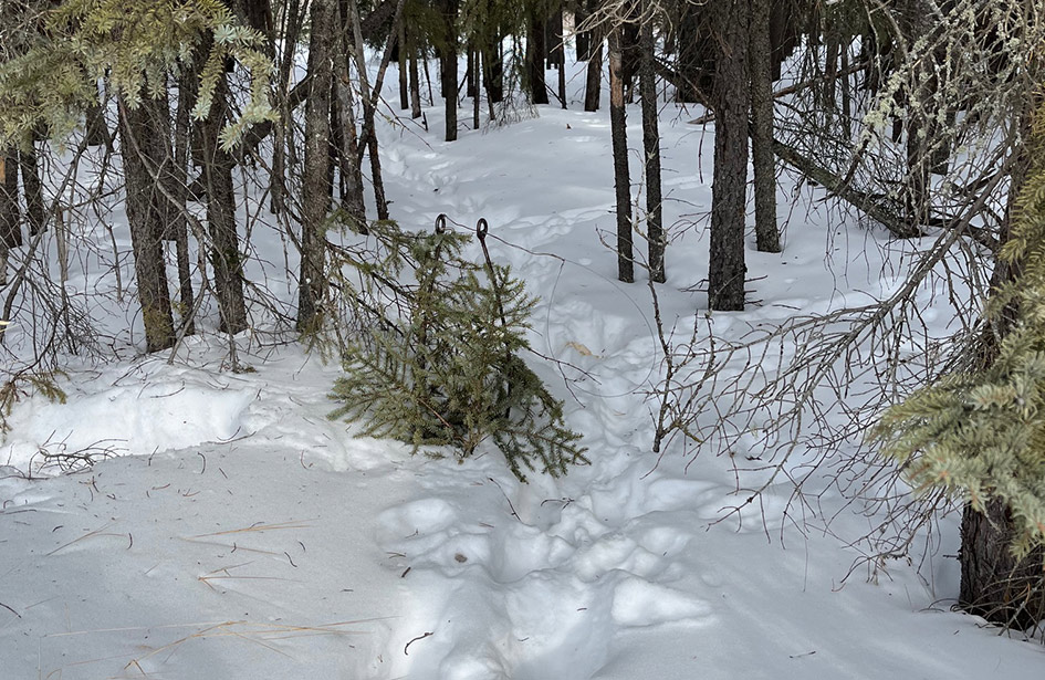 initiation-forest-trapping-outfitter-shipman-saskatchewan-01